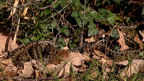 Adder snake in the wild two together slither off England UK 4K Vidéo 104530756