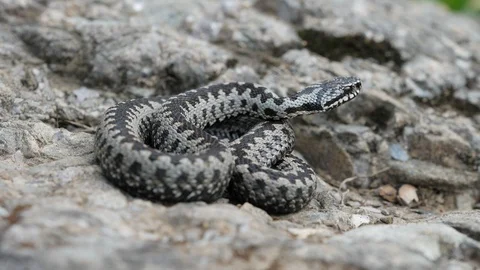 Adder viper snake (Vipera berus) moves gently from the rock into the grass Stock Footage 118187222