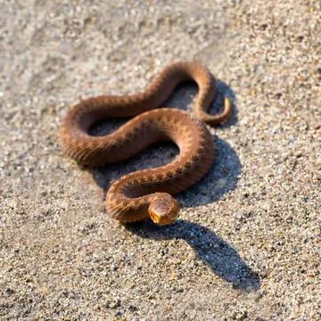 Adder (Vipera Berus) basking on sun on sandy road. Dangerous snake. Adder ... Stock Photos