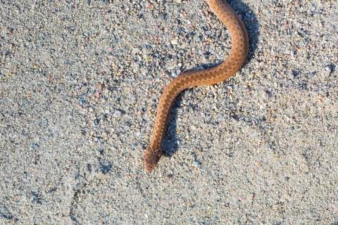 Adder (Vipera Berus) basking on sun on sandy road. Dangerous snake. Adder ... Stock Photos