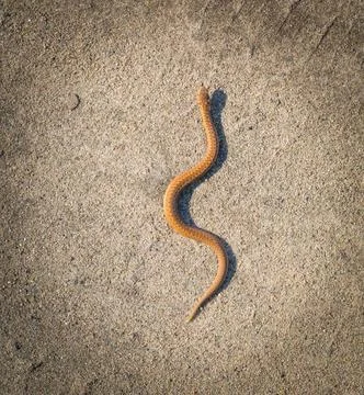 Adder (Vipera Berus) basking on sun on sandy road. Dangerous snake. Adder ... Stock Photos