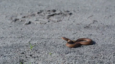 Adder (Vipera berus) basking in sunligh on sandy road. Stock Footage 66394198