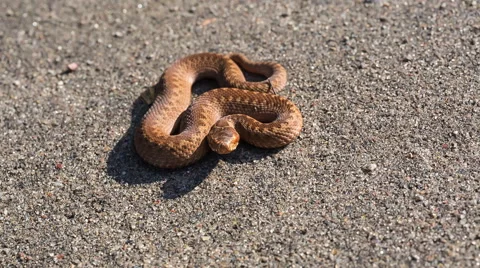 Adder (Vipera berus) basking in sunligh on sandy road. Vídeos de archivo 66394635