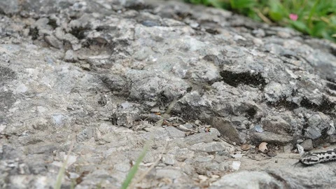 Adder (Vipera berus) crawling on a rock Stock Footage 118186657
