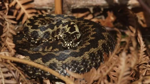 Adder (Vipera berus) . Stock Footage 138681700