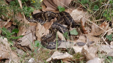 Adder Vipera berus males warming up in lee of hedge Stock Footage 108078667
