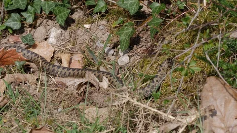Adder Vipera berus moving through undergrowth Video stock 120358976