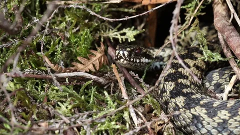 Adder (Vipera berus) North Pennines, UK Stock Footage 126046947
