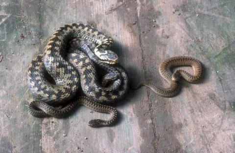 Adder, Vipera berus Stock Photos