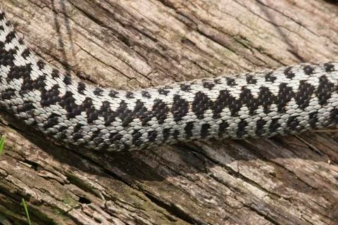 Adder, Vipera berus Stock Photos