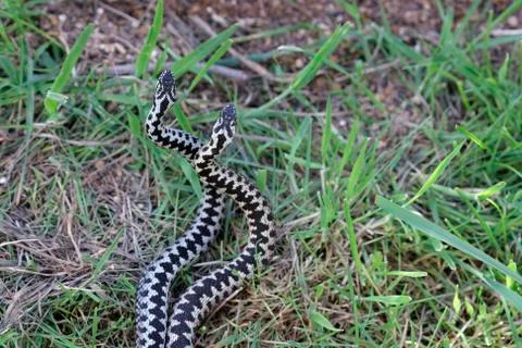 Adder, Vipera berus Foto stock