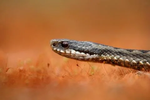 Adder, Vipera berus Foto stock