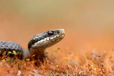 Adder, Vipera berus Stock Photos
