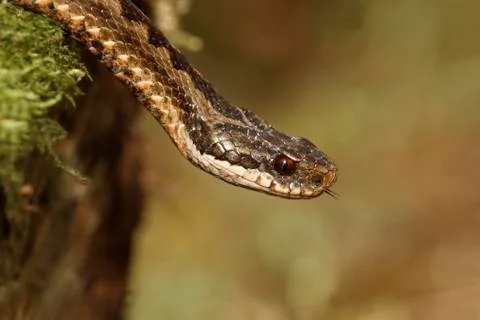 Adder, Vipera berus Stock Photos