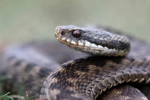 Adder, Vipera berus Foto stock