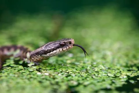 Adder, Vipera berus Stock Photos