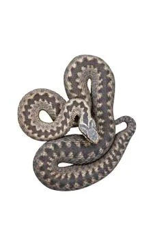 Adder, Vipera berus Stock Photos
