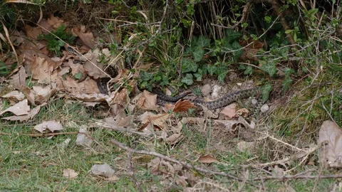 Adder Vipera berus taking early morning warmth in lee of hedge Video stock 108078537