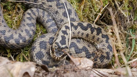 Adder Vipera berus warming up in lee of hedge close up Stock Footage 108079599