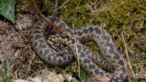 Adder vipers berus curls up to conserve heat when sun goes in Stock Footage 108079651