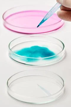 Adding a blue liquid media into Petri dish using a pipette. Stock Photos