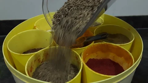 Adding cumin seeds into spice box 库存影片 151726548