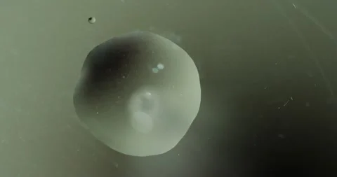 Adding a drop of liquid to the slide. Bottom view. Video stock 236286279