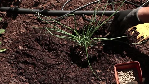 Adding fertilizer around chives to plant Stock Footage 162950267