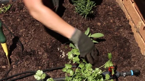 Adding fertilizer around sage to plant Stock Footage 162951404