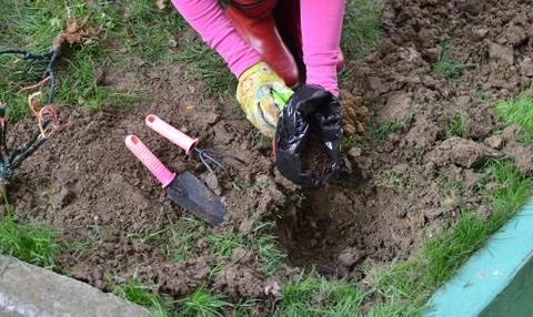 Adding fertilizer to a garden soil Stock Photos