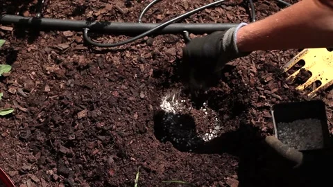 Adding fertilizer to prepare the ground for a plant Stock Footage 162950372