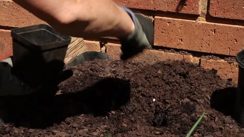 Adding fertilizer to prepare the ground for a plant Stock Footage 162950917