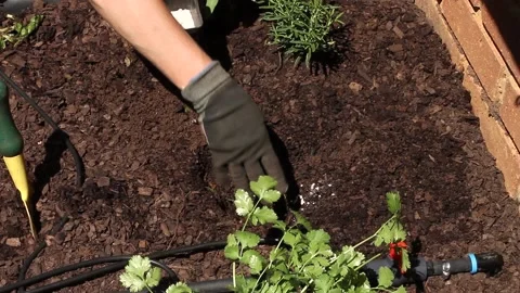 Adding fertilizer to prepare the ground for a plant Stock Footage 162951289
