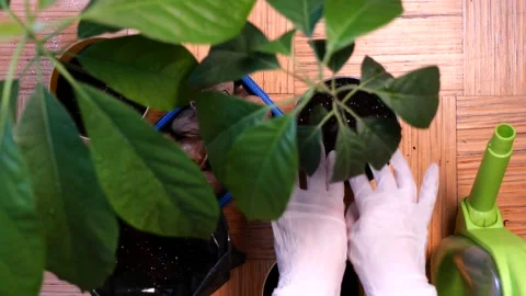 Adding fresh ground to avocado plant pot Stock Footage 162919170
