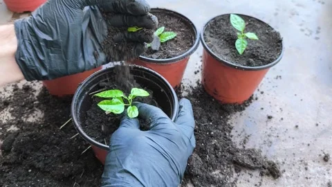 Adding fresh soil around passion fruit seedlings after transplanting into l.. Video stock 342977245