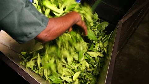 Adding Fresh tea leaves to a Conveyor Video stock 195758008