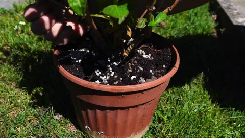 Adding granulated fertilizer to plastic vase with black soil and plant sprout Stock Footage 203760287