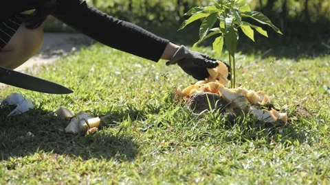 Adding leftover food or spoil fruit to avocado plant. Stock-Footage 168852960