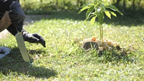 Adding leftover food or spoil fruit to avocado plant. Stock-Footage 196663515