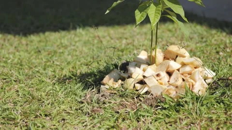 Adding leftover food or spoil fruit to avocado plant. Stock Footage 247367490