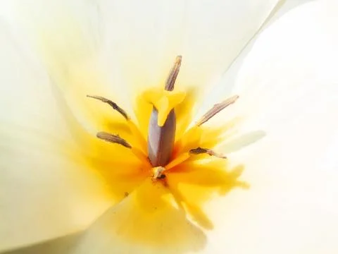 Adding a little colour to springtime. beautiful flowers. Stock Photos