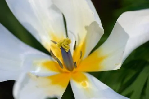 Adding a little colour to springtime. beautiful flowers. Stock Photos