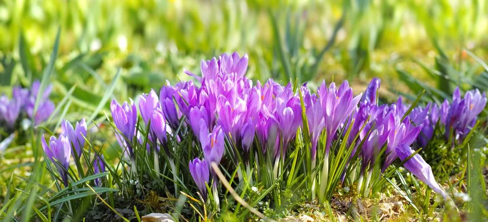 Adding a little colour to springtime. beautiful flowers. Stock Photos