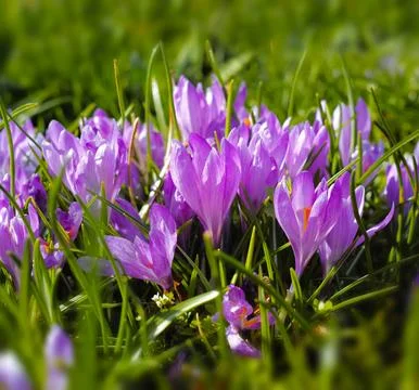 Adding a little colour to springtime. beautiful flowers. Stock Photos