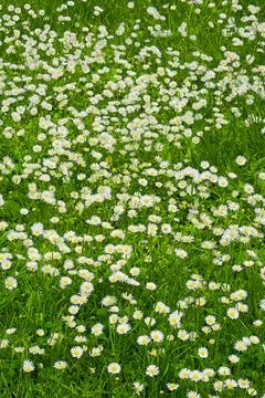 Adding a little colour to springtime. beautiful flowers. Stock Photos