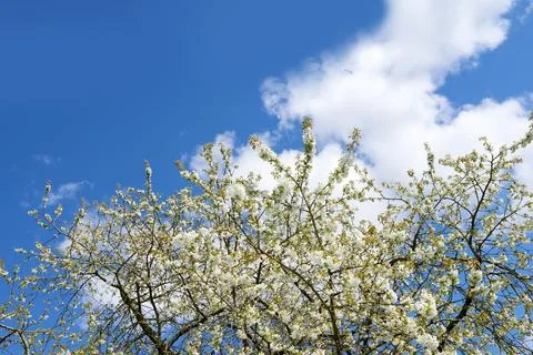 Adding a little colour to springtime. beautiful flowers. Stock Photos