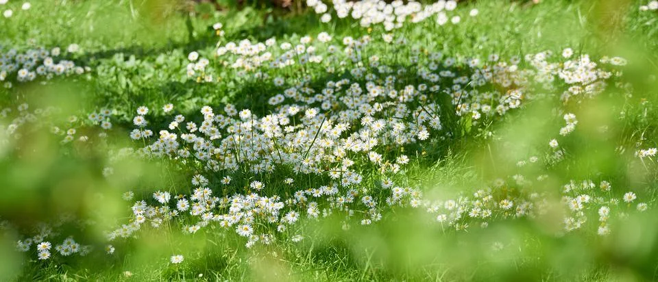 Adding a little colour to springtime. beautiful flowers. Stock Photos