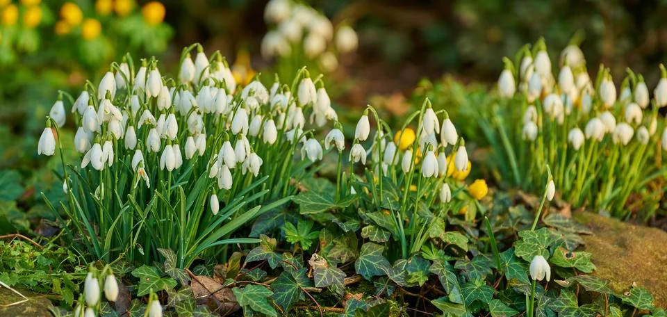 Adding a little colour to springtime. beautiful flowers. Stock Photos