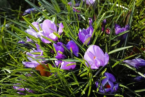 Adding a little colour to springtime. beautiful flowers. Stock Photos