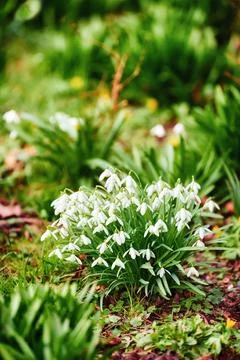Adding a little colour to springtime. beautiful flowers. Stock Photos